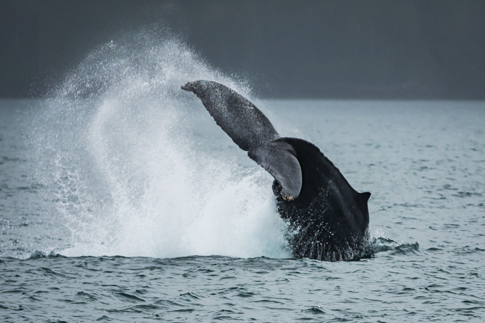 Uma cauda de baleia espirrando na superfície da água.