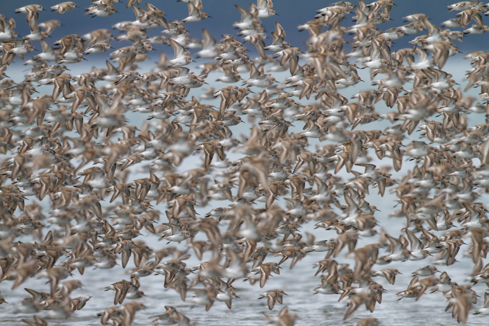 Um bando de pássaros voando sobre a água.