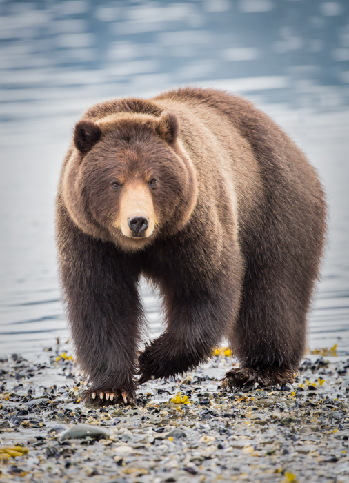 perder a fotografia da vida selvagem de um urso marrom