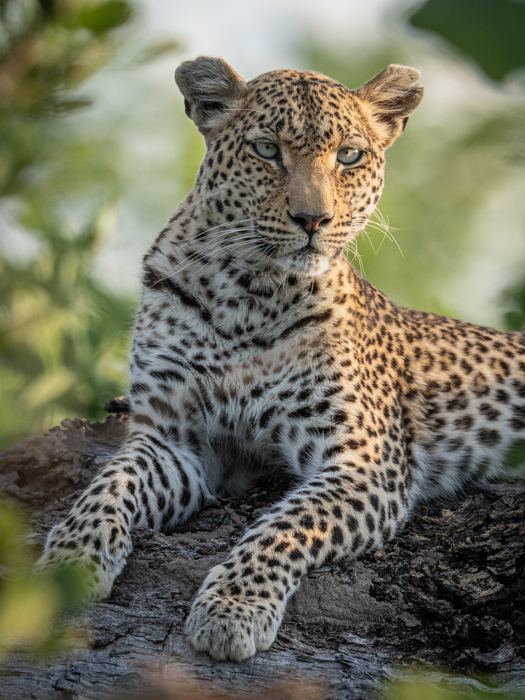 Feche acima da fotografia da vida selvagem de um leopardo descansando