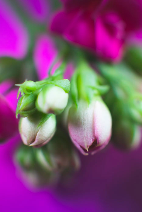 Um close-up de flores