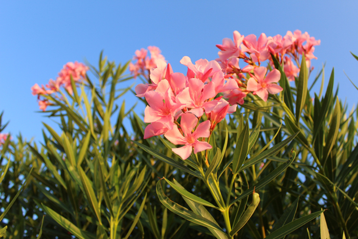 uma imagem de flores rosa contra um céu azul