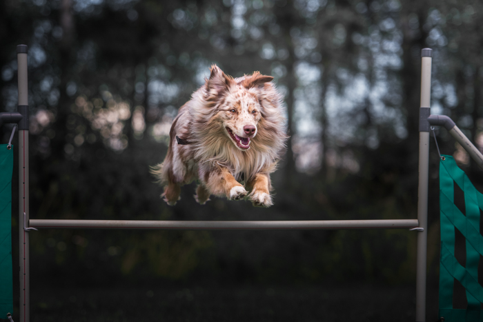 Un cane che salta un ostacolo