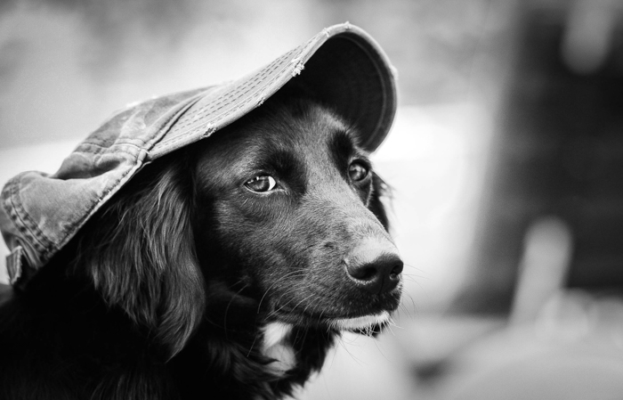 un portrait net d'un chien portant un chapeau