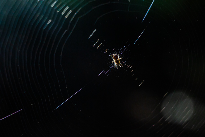 Fotografia macro de uma aranha em sua teia
