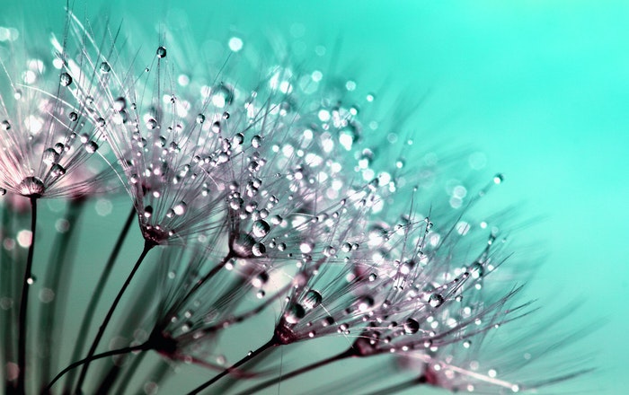 Fotografia macro de flores com gotas de chuva