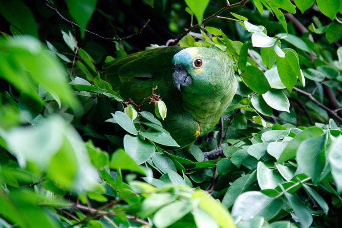 Um papagaio verde camuflado em folhas.