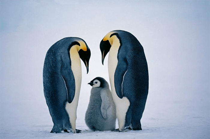 Três pinguins 