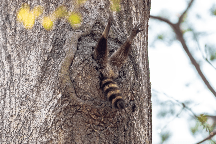 Foto engraçada de um guaxinim preso em uma árvore do Comedy Wildlife Photography Awards