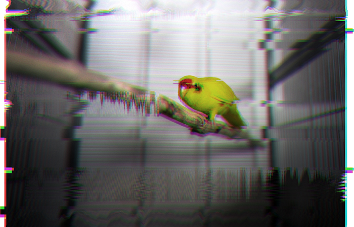 Foto com efeito de falha de um pássaro em um galho