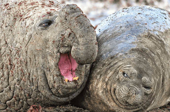Foto engraçada de dois elefantes marinhos do Comedy Wildlife Photography Awards