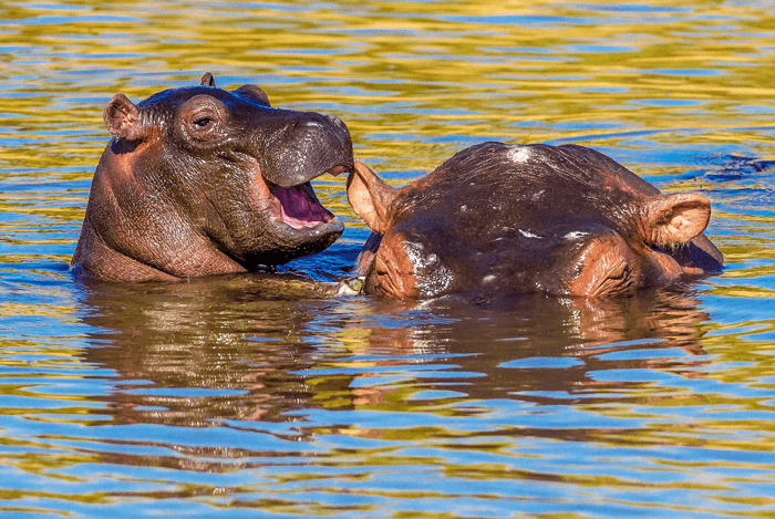 Foto engraçada de um bebê hipopótamo sussurrando no ouvido da mãe no Comedy Wildlife Photography Awards