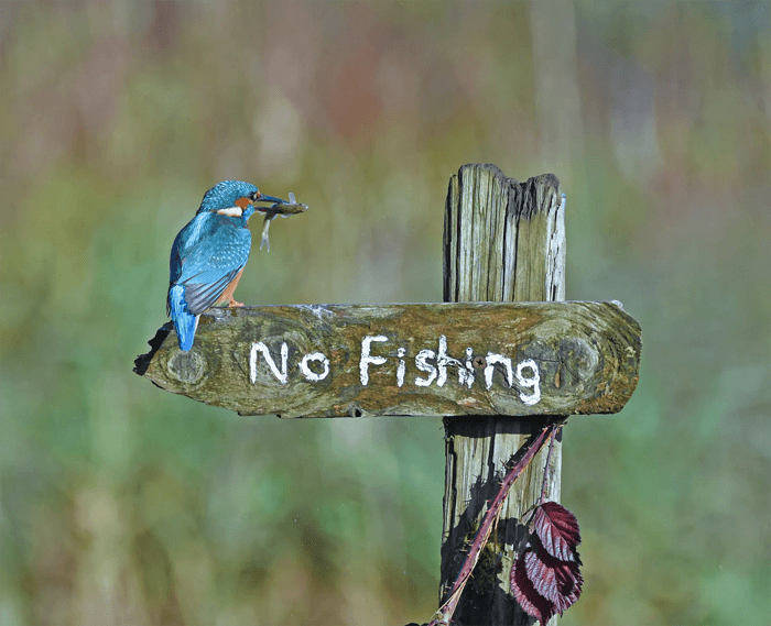 Foto engraçada de um guarda-rios sentado em uma placa de 'proibição de pesca' do prêmio Comedy Wildlife Photography Awards