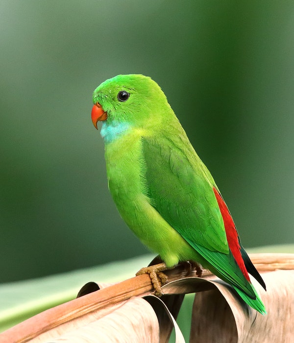 foto de um pequeno papagaio verde no zoológico