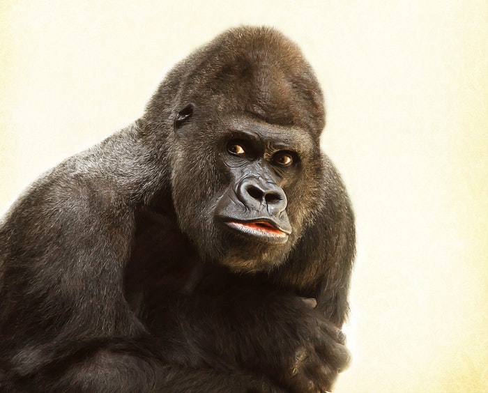     Fotografia do retrato do jardim zoológico de um gorila com fundo branco.