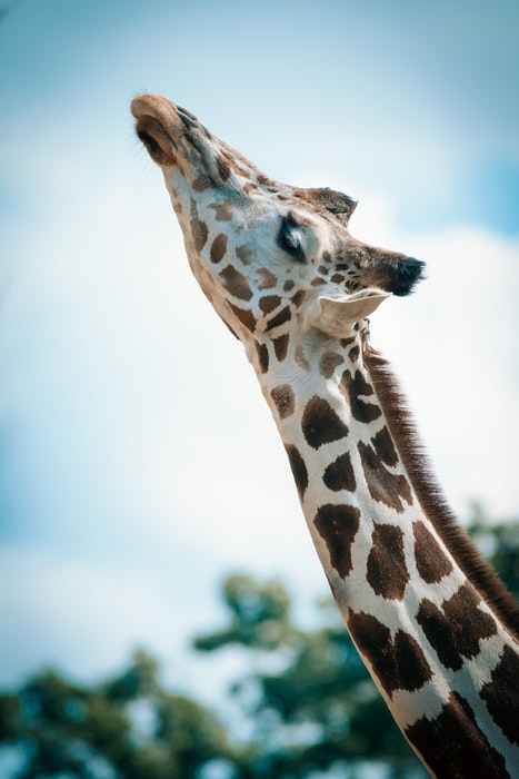 foto de uma girafa em um zoológico