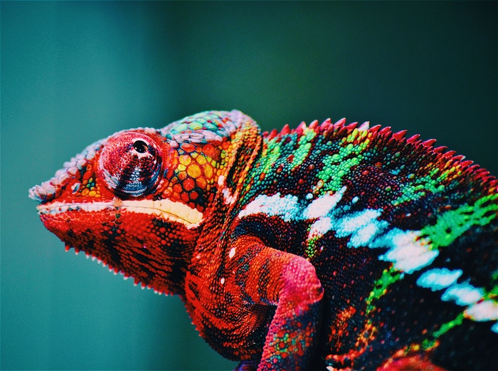 foto de close-up de um camaleão colorido