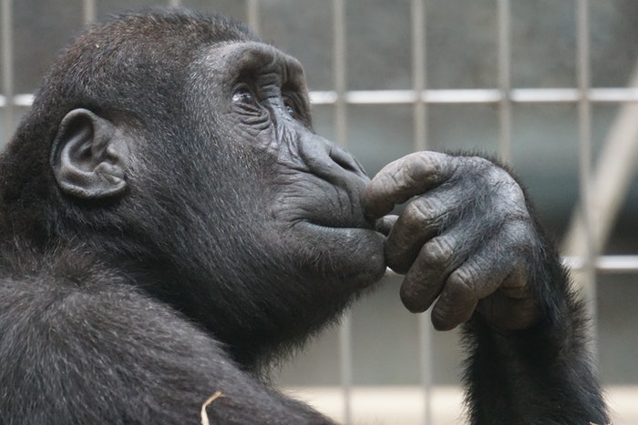Retrato fotográfico de um gorila em um zoológico