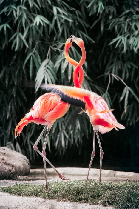 Foto do zoológico de dois flamingos com pescoços entrelaçados
