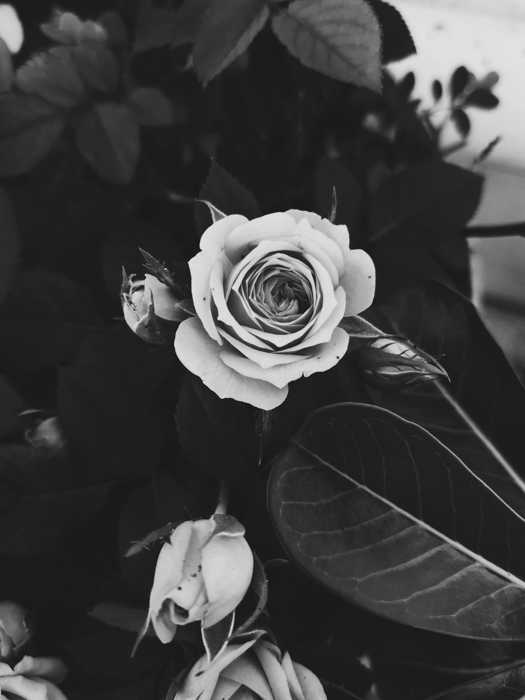 uma imagem em preto e branco de uma rosa