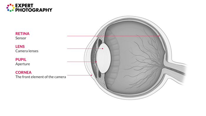 Infográfico de um diagrama do olho humano.