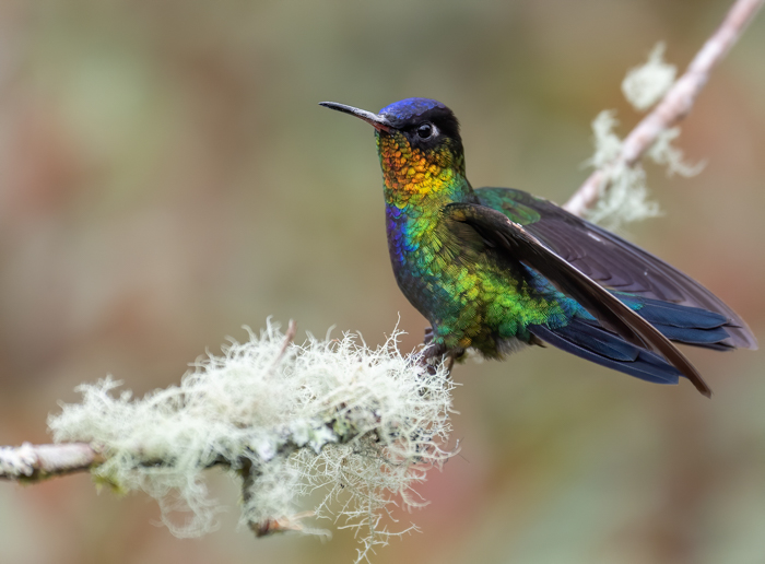 Uma foto de um colibri multicolorido empoleirado em um pequeno galho
