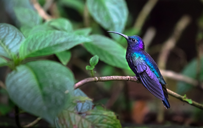 uma foto de um colibri azul e roxo empoleirado em um galho
