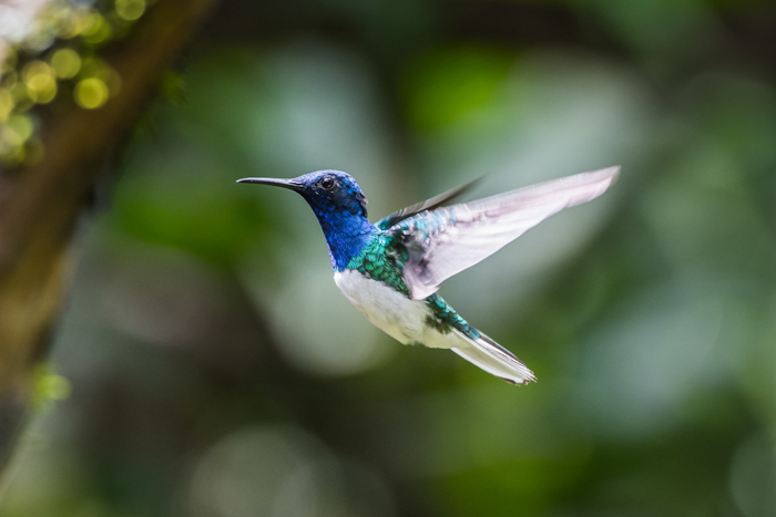 foto de colibri em vôo