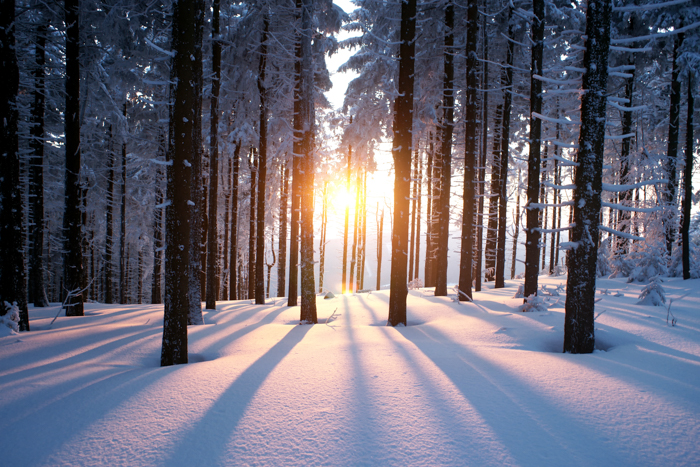 Luz brilhando por entre as árvores no inverno