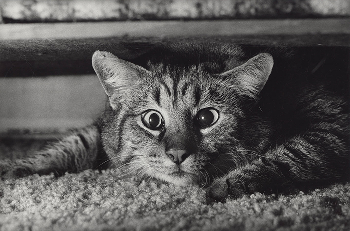 Uma foto bonita de um gato tirada com a Leica M6 por Terry Gruber