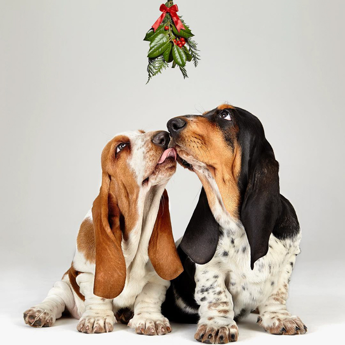 Fotografia de cachorro fofo de dois beagles cinzentos lambendo um ao outro 