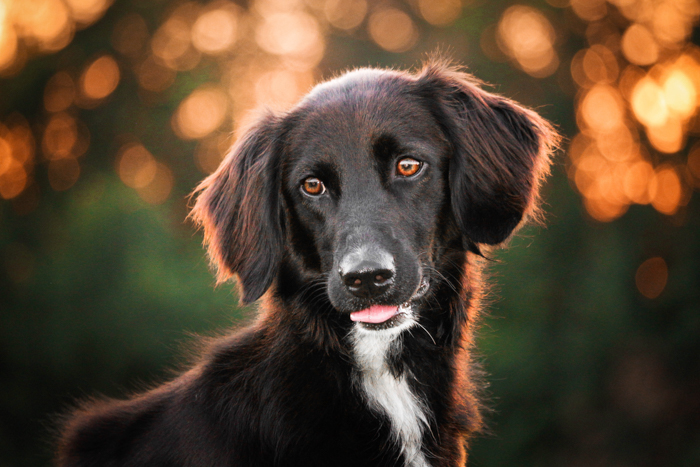 Um retrato de um cachorro preto com luz de preenchimento e bokeh.