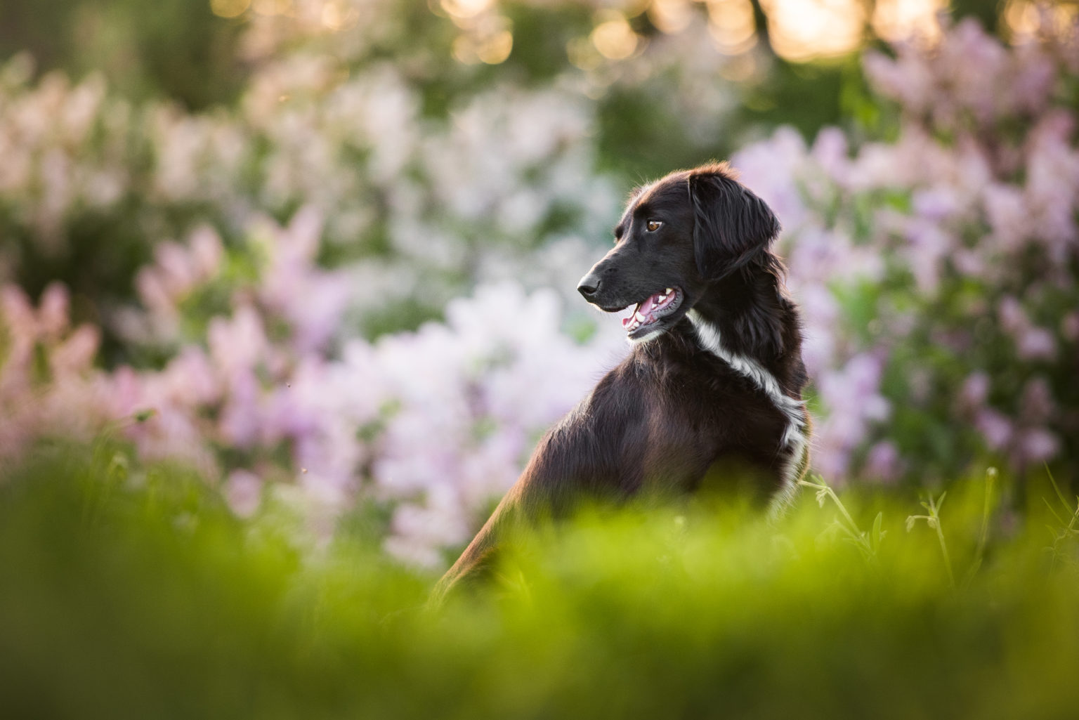 10 Best Tips for Photographing Black Dogs (Or Any Black Pet!)