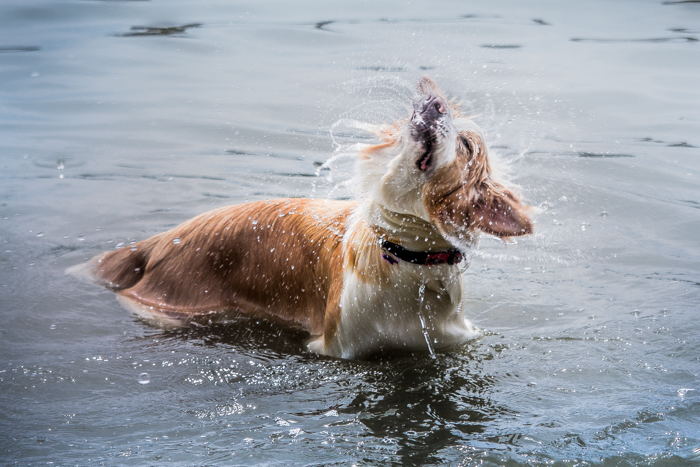 Retrato de animal de estimação de um cachorro fofo na água