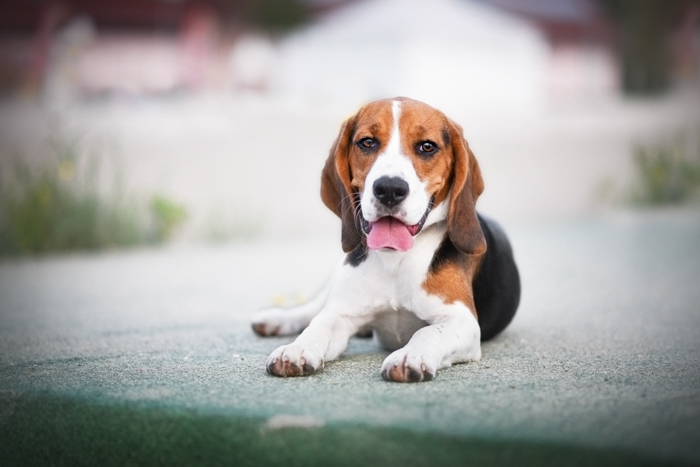 Um lindo cachorro beagle