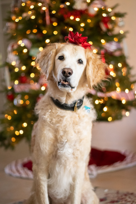 Retrato de animal de estimação de Natal de um cachorro fofo com uma fita de presente na cabeça