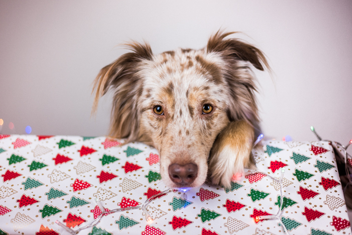 Um lindo retrato de Natal de um cachorro e um presente de Natal