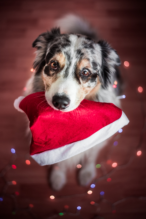 Foto de animal de estimação de Natal de um cachorro fofo segurando um chapéu de Papai Noel na boca