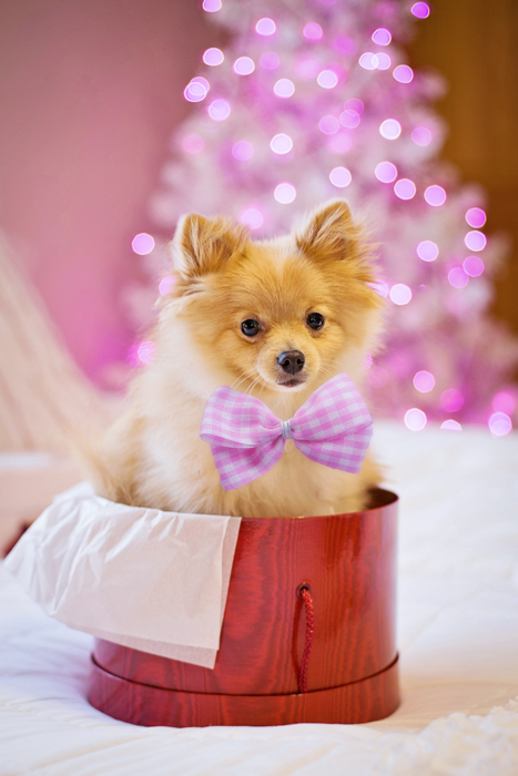 Foto fofa de animal de estimação de um cachorro sentado em uma caixa de presente de Natal