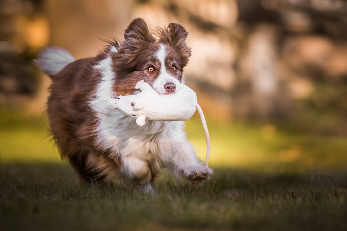 Um cachorro correndo com um rato de brinquedo na boca.