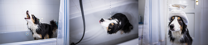 Um tríptico de um cão collie tomando banho 