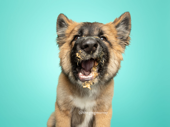 Retrato de um cachorro com manteiga de amendoim no rosto 