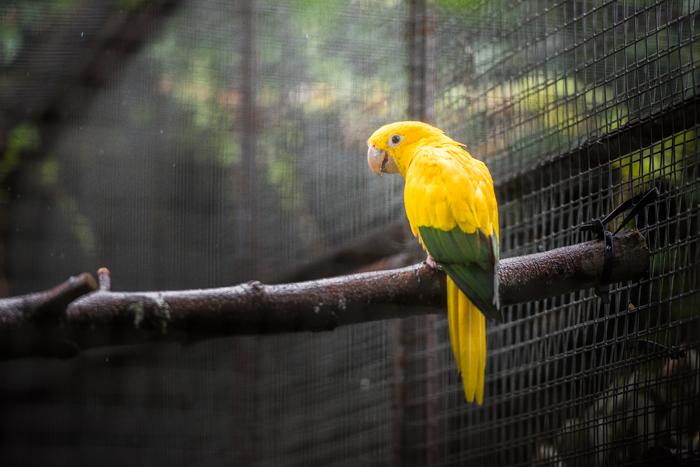 Um pássaro amarelo em uma gaiola.