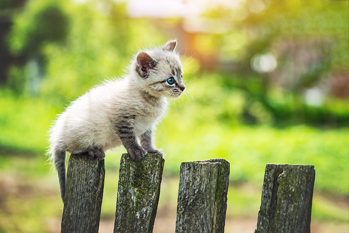 Foto de um gatinho gatinho de olhos azuis em uma cerca de madeira