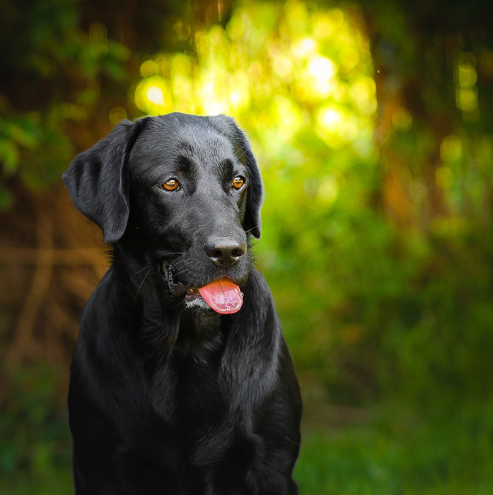Uma foto de um cachorro preto ao ar livre.
