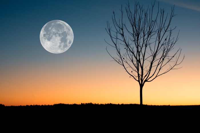 Foto fresca da silhueta de uma árvore na lua cheia