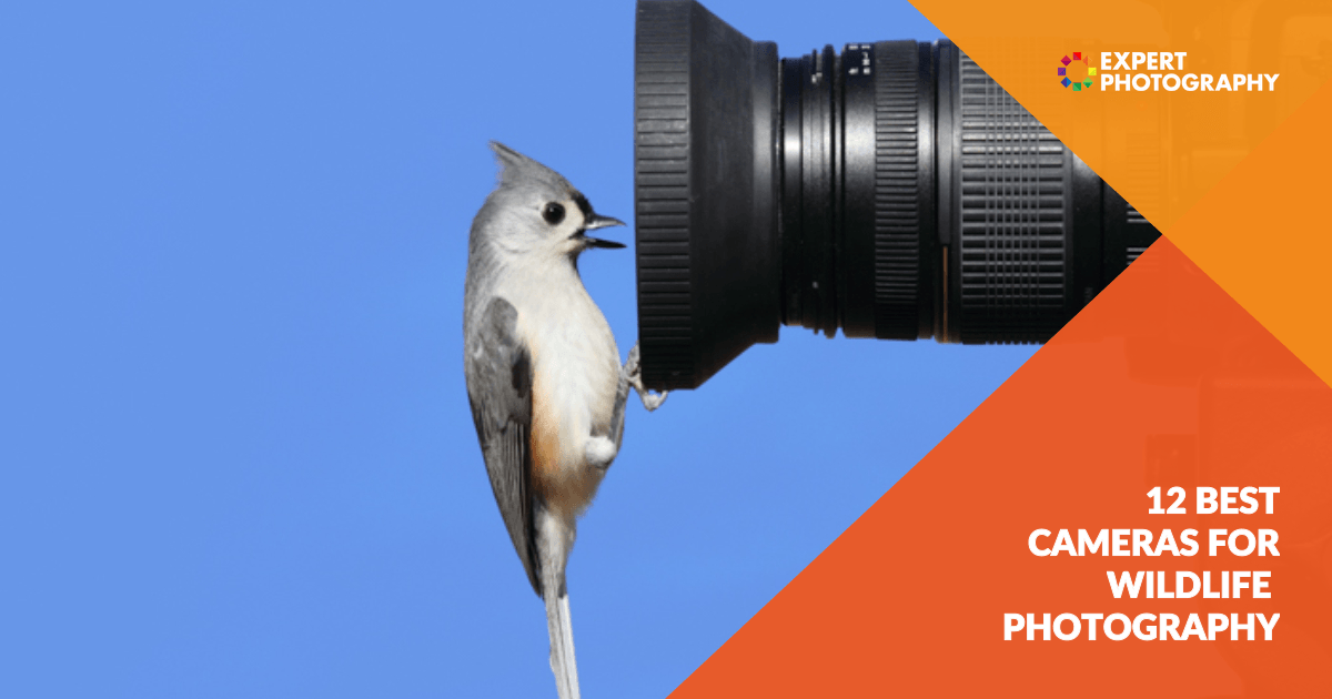 12 Best Cameras For Wildlife Photography To Buy In 2021