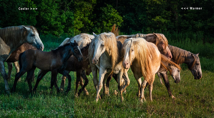 Cavalos selvagens com três comparações de fotos brutas de balanço de branco
