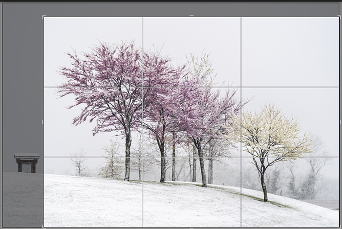 Captura de tela de plantações de árvores na primavera
