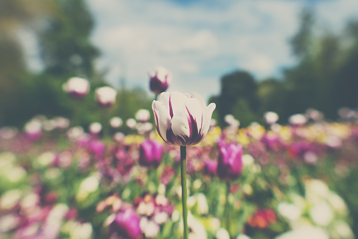 Tulipa com foco seletivo para bebês de lentes